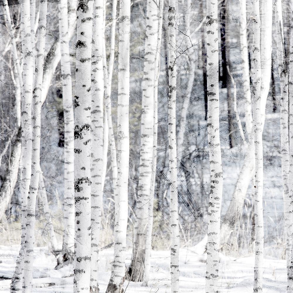Aspen Snow 1