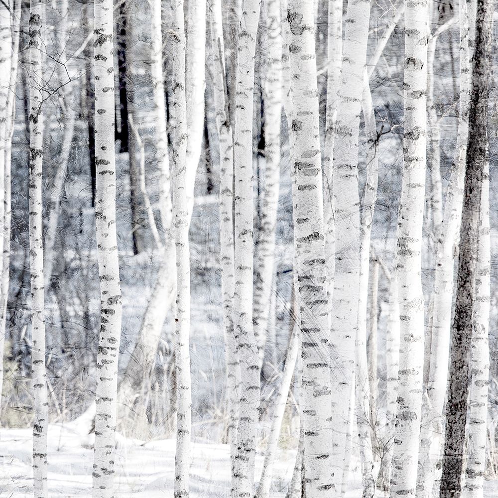 Aspen Snow 2