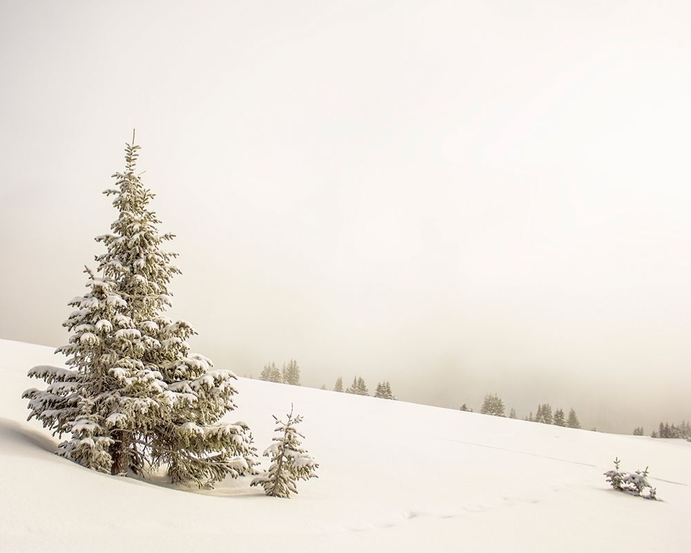 Hazy Winterland