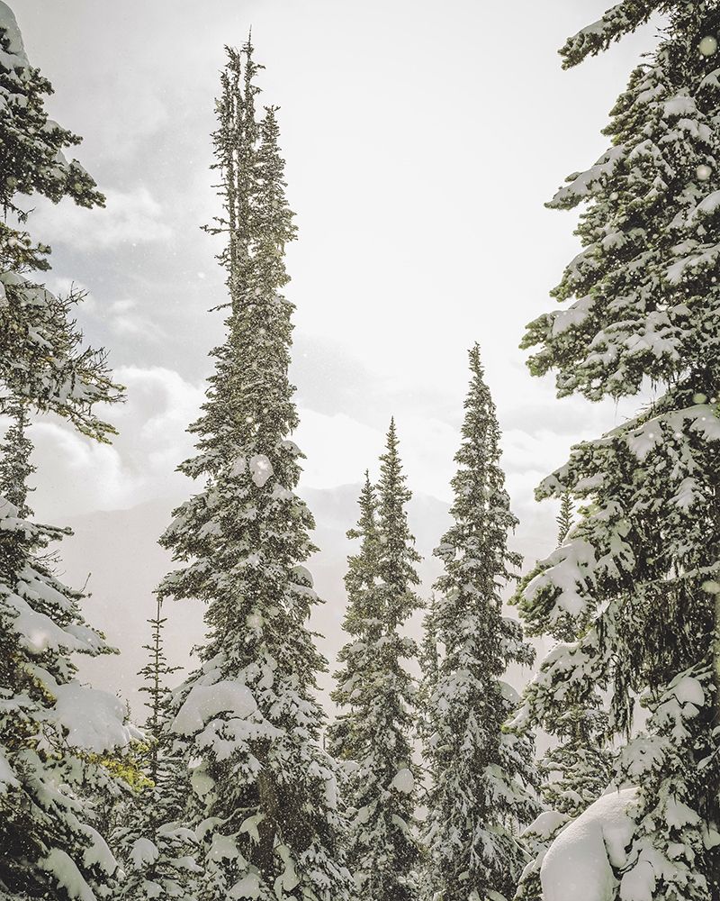 Snow Covered PInes