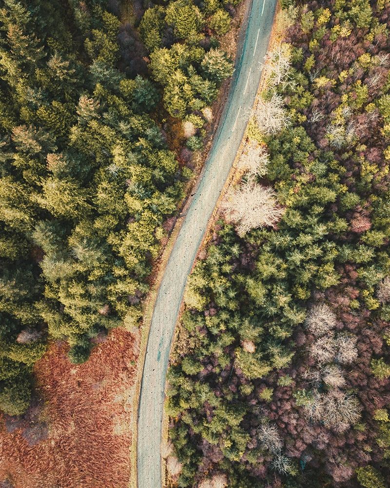 Road to the Cabin