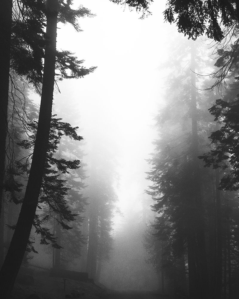 Misty Path