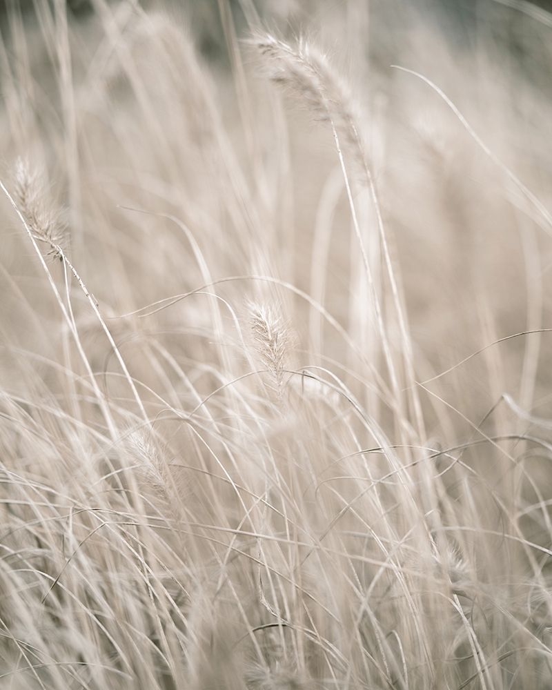 Pale Grass