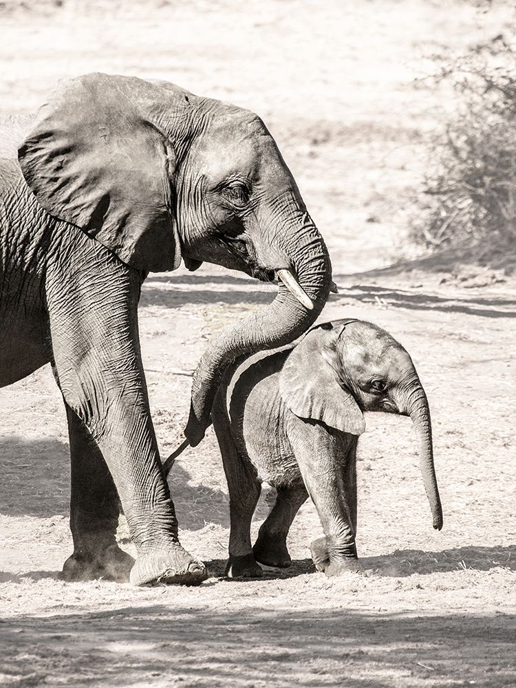 Mama And Baby