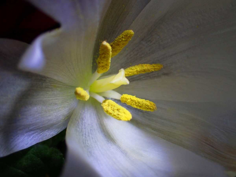 Tulpe Stempel Blau