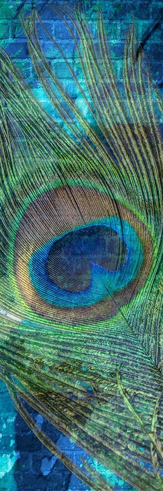 Urban Peacock 1