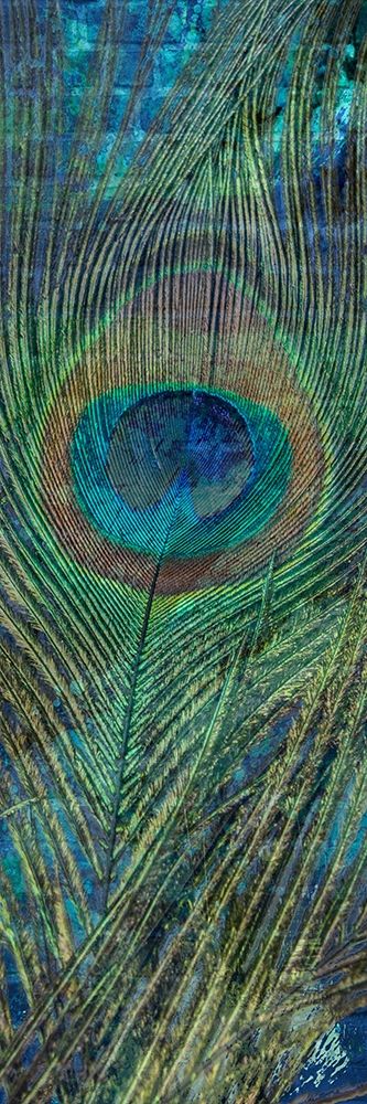 Urban Peacock 2