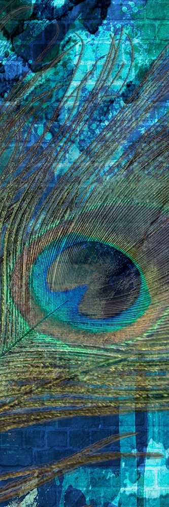 Urban Peacock 3
