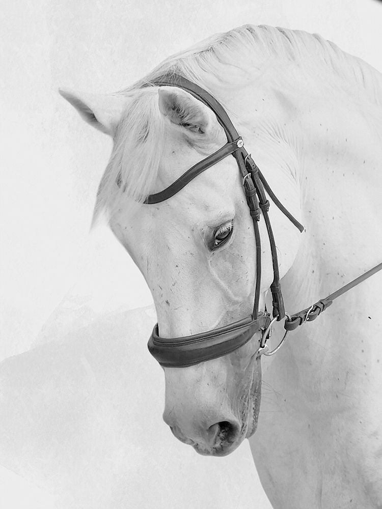 Praying Steed