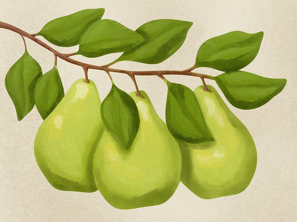 Pear Tree