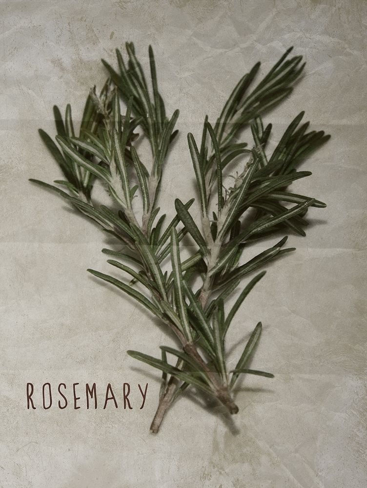 Time-Honored Rosemary 2