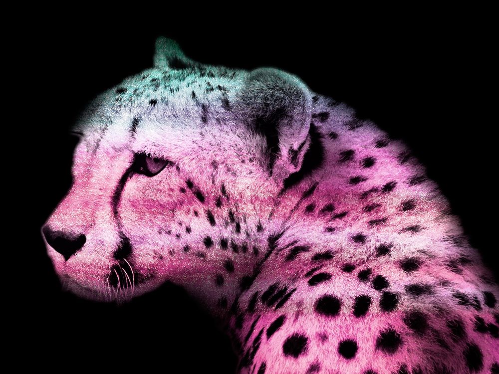 Fun Cheetah 1