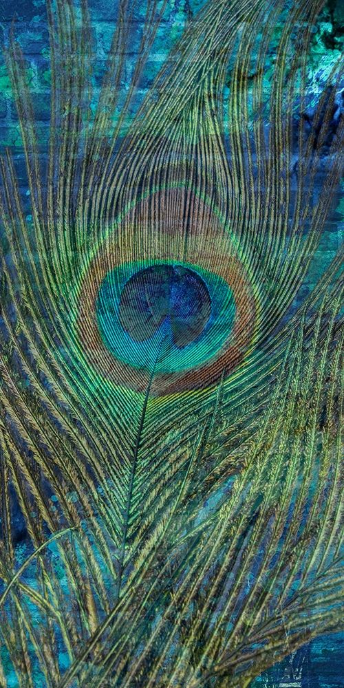 Metropolitan Peacock 1