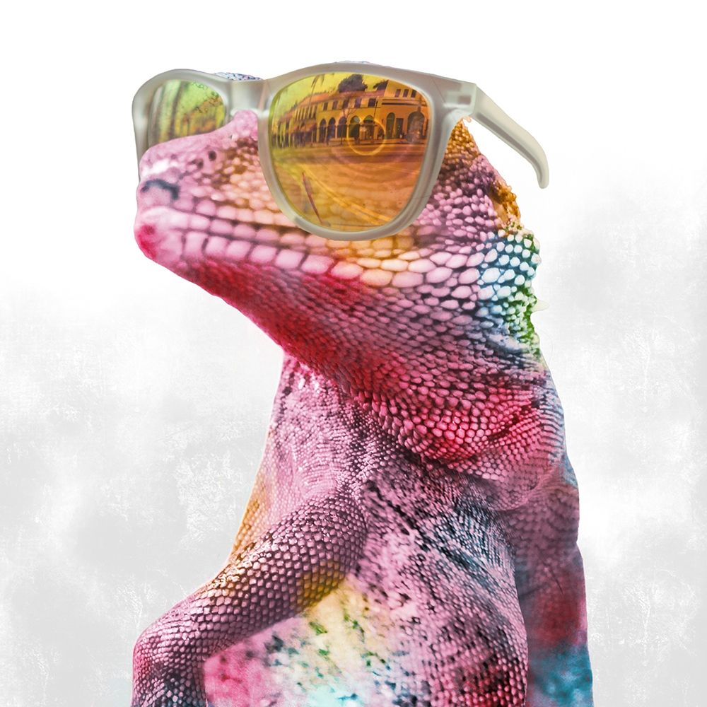 Cool Gecko 1