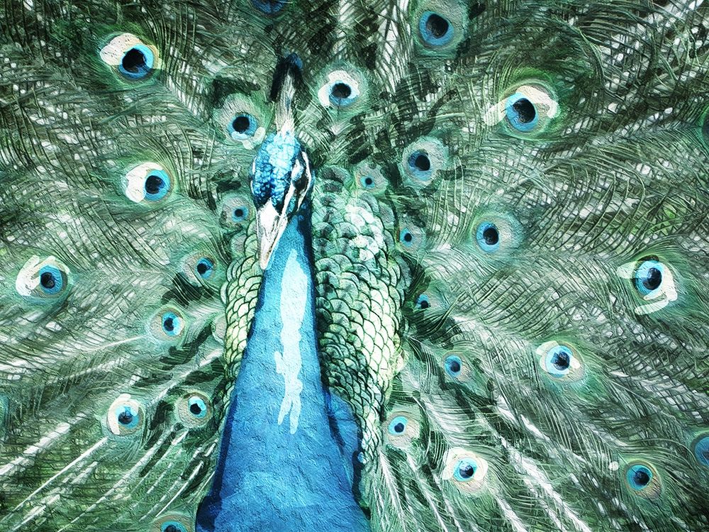 Looking Peacock