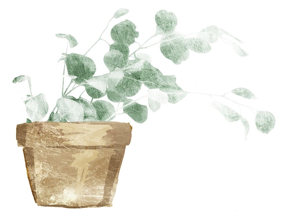 Eucalyptus Planted