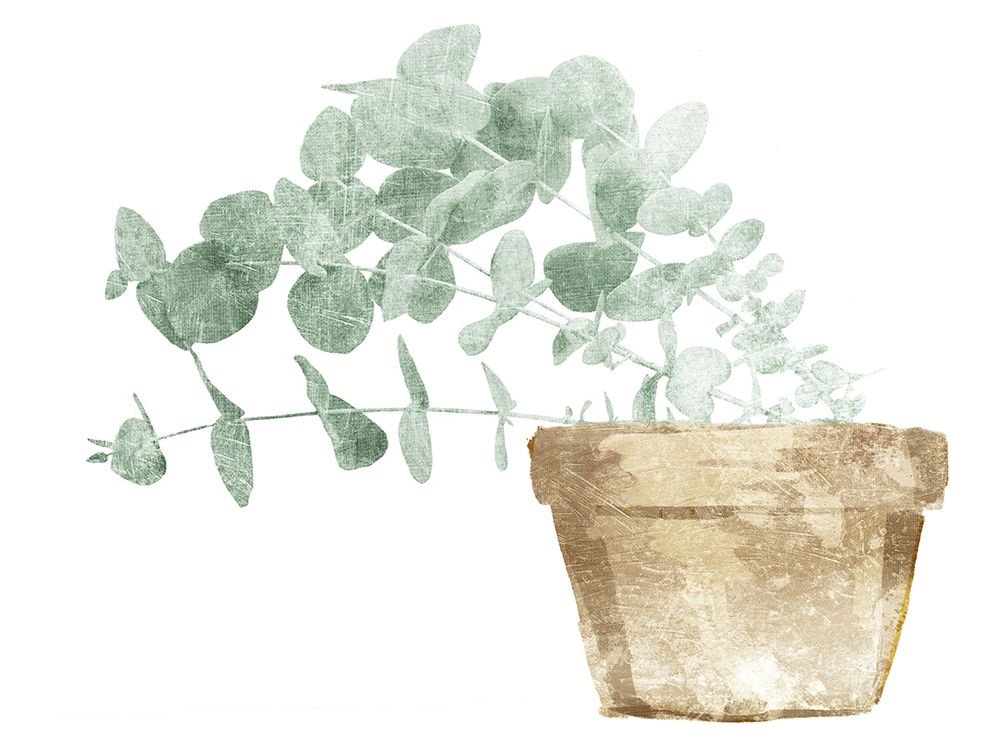 Eucalyptus Planted Mate