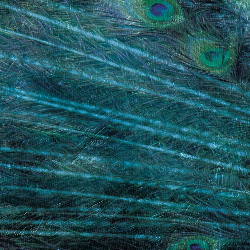Peacock Galaxy One