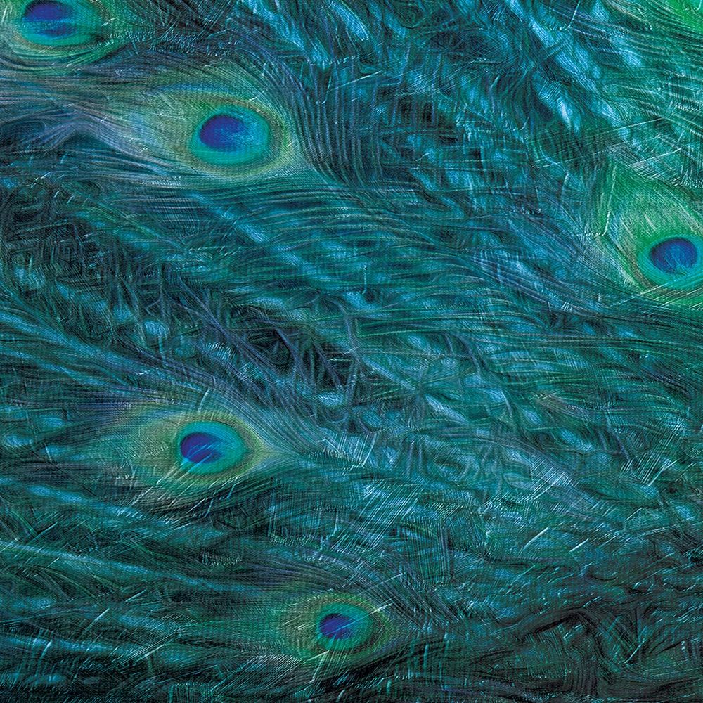 Peacock Galaxy Two