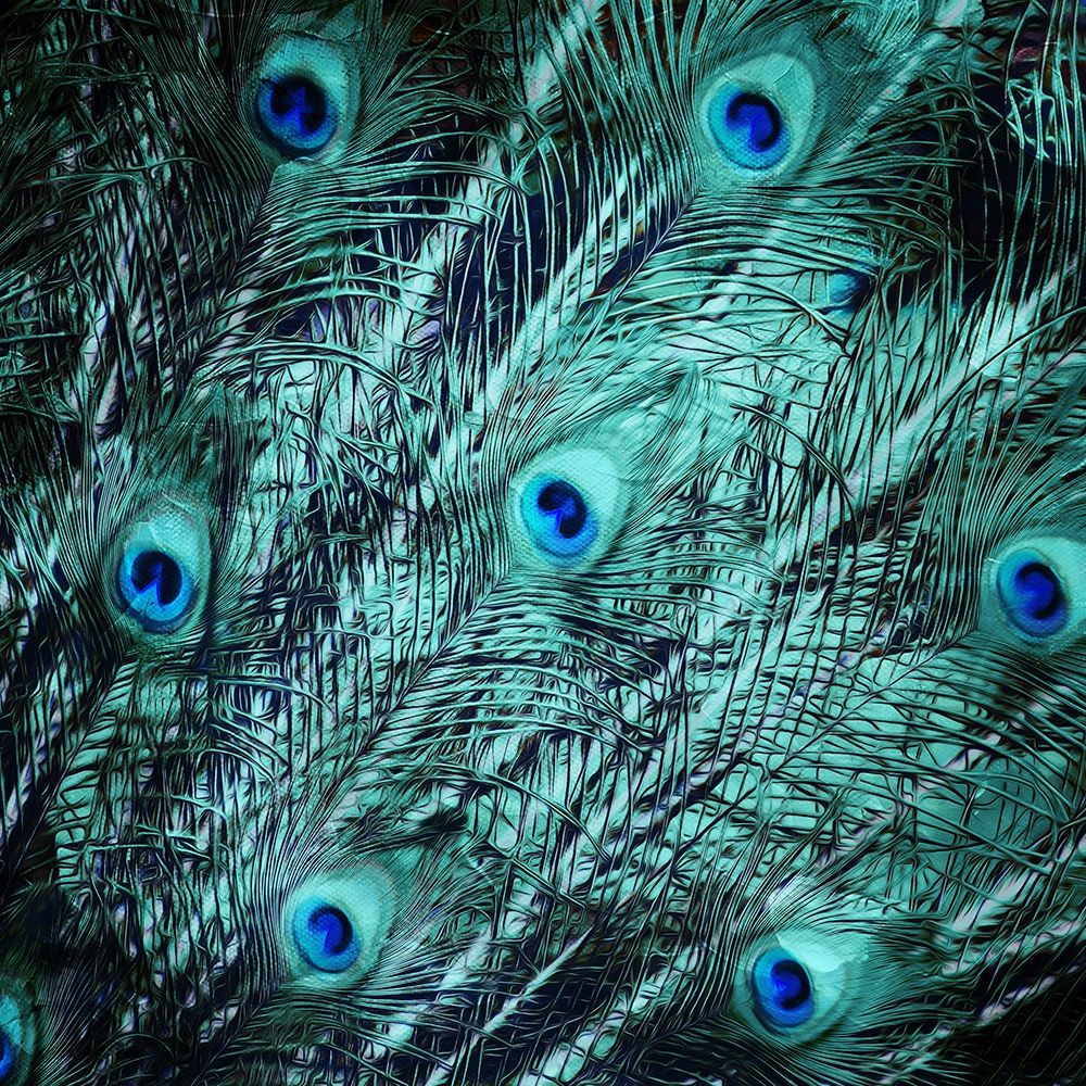 Peacock Spread