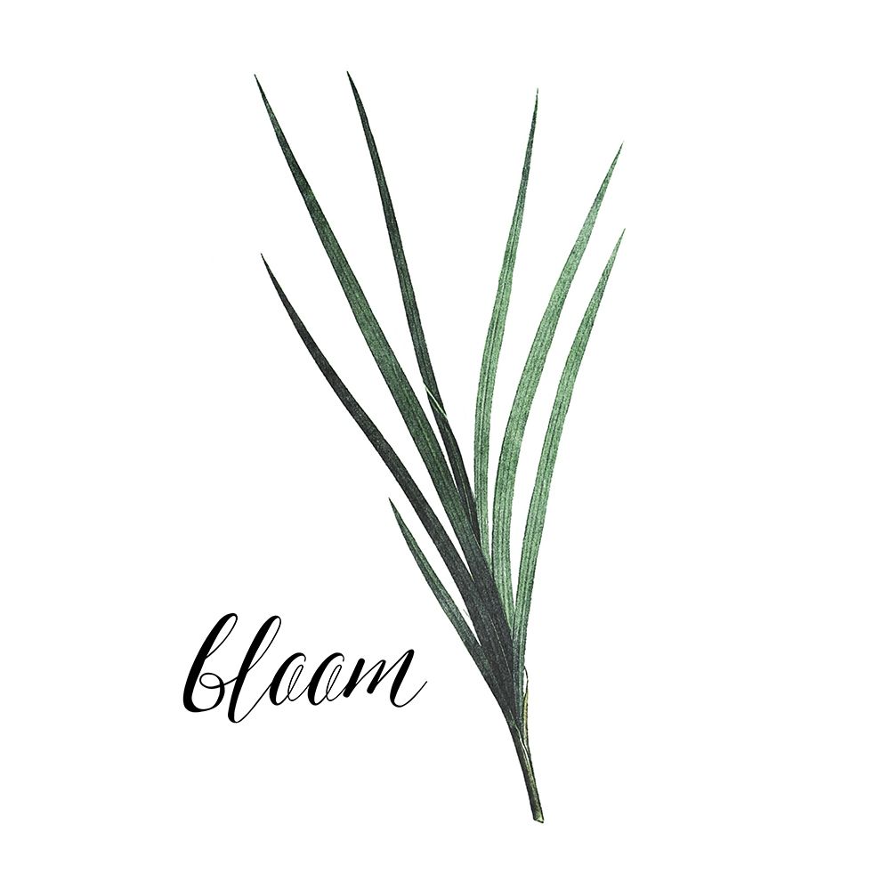 Bloom
