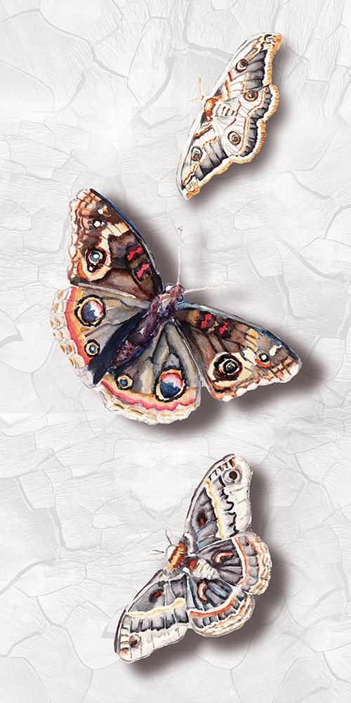 Butterfly 3