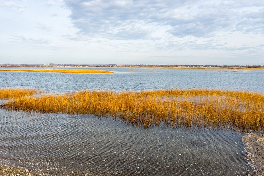 Winter Marsh