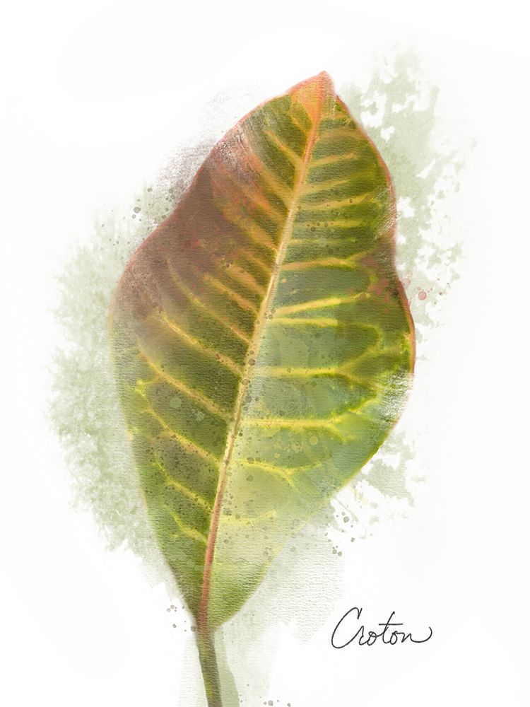 Croton Plant