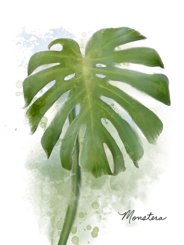 Monstera