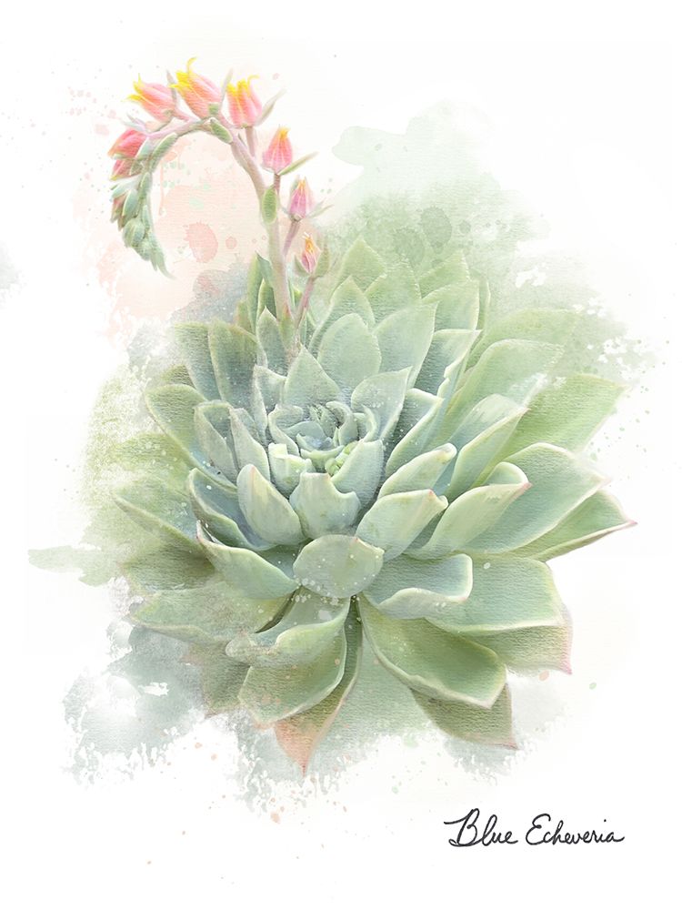 Succulent Blue Echeveria