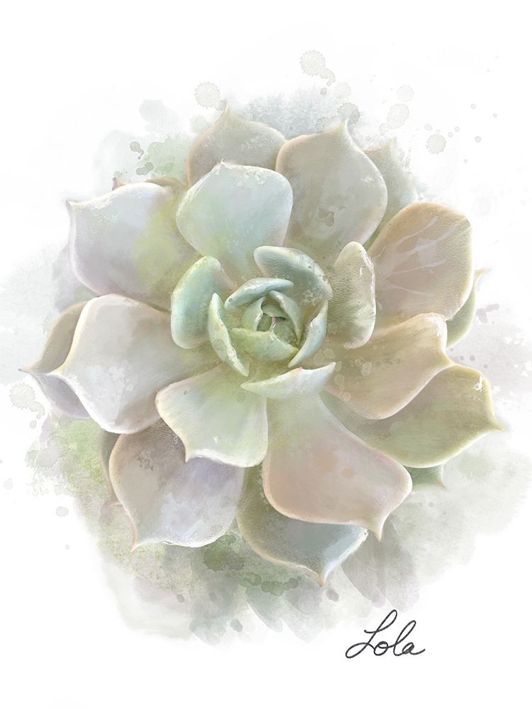 Succulent Lola