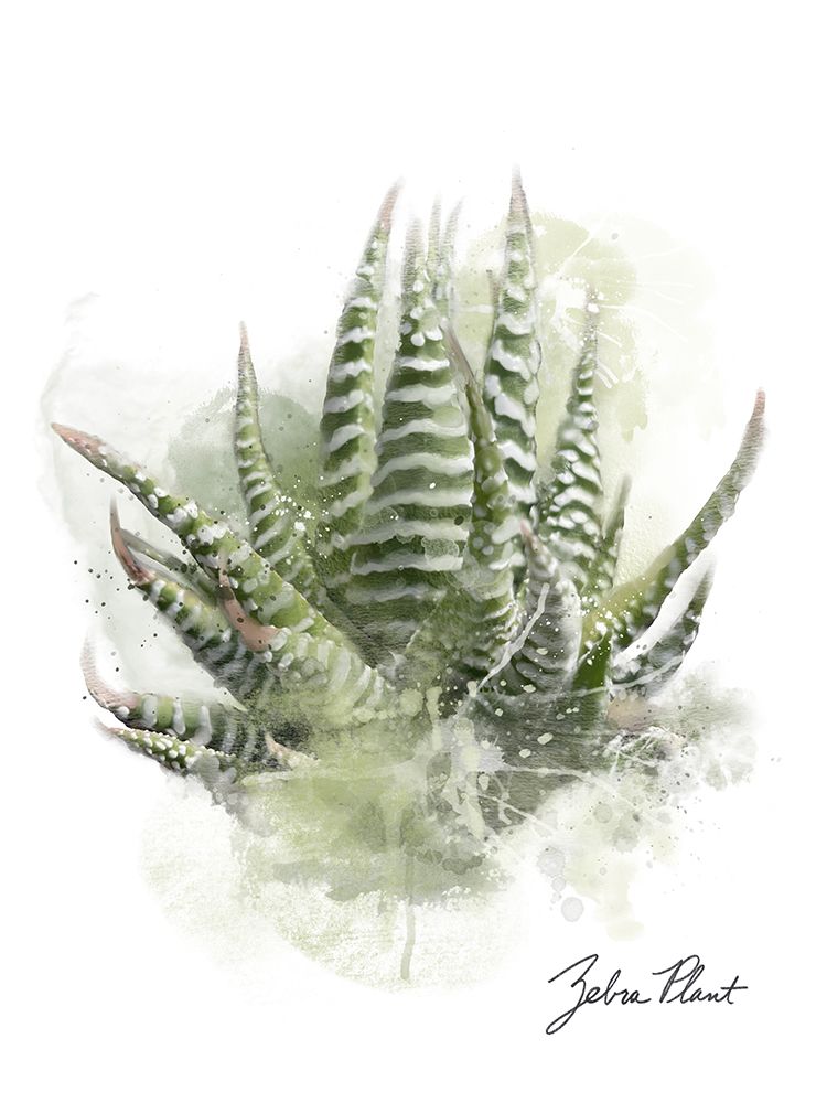 Succulent Zebra