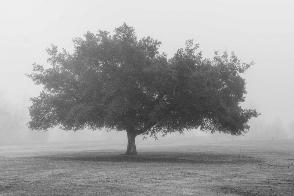 Trees in Fog BW