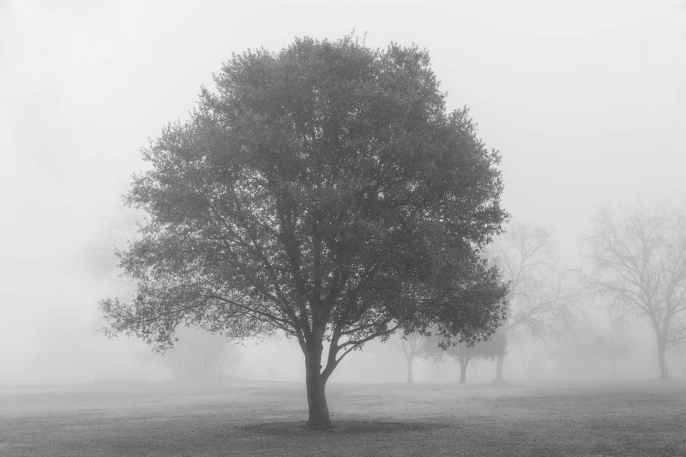 Trees in Fog BW