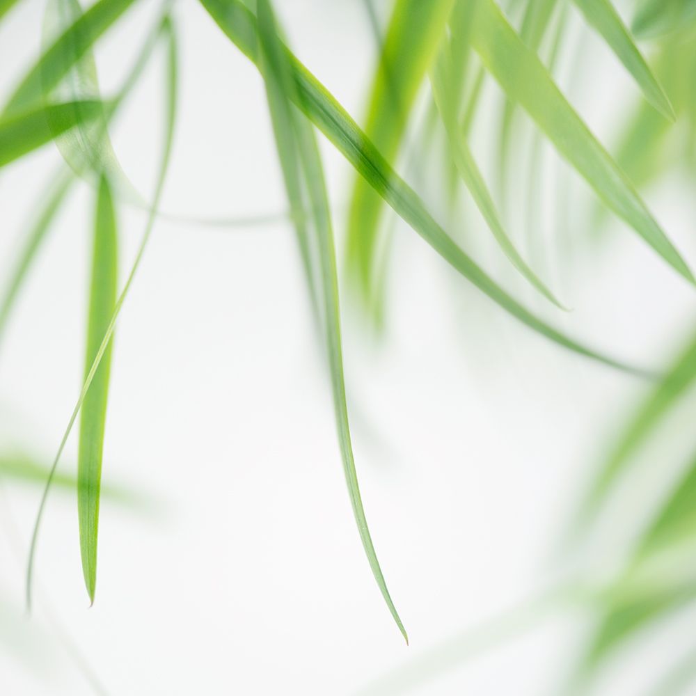 Green Leaves 1