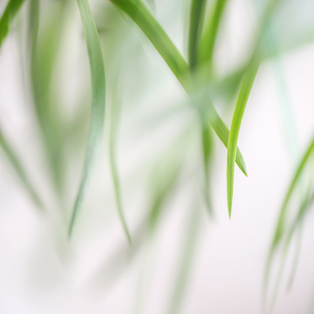 Green Leaves 2