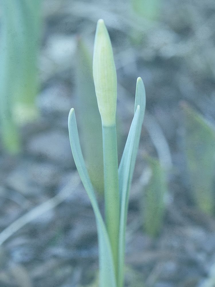 Glory Dew 2
