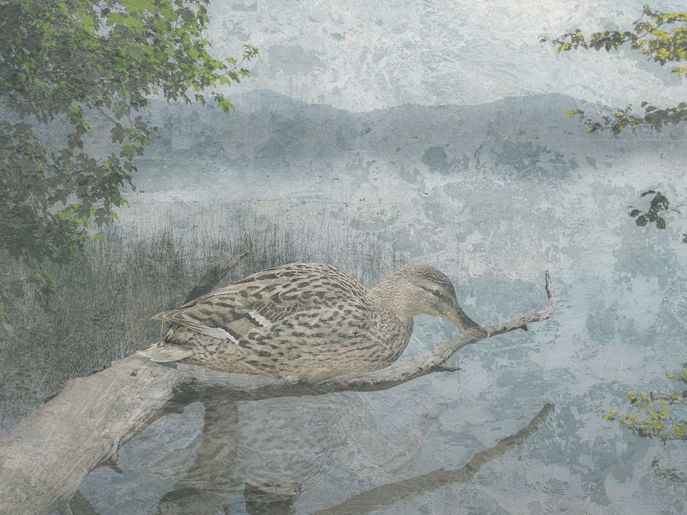 Sitting Duck