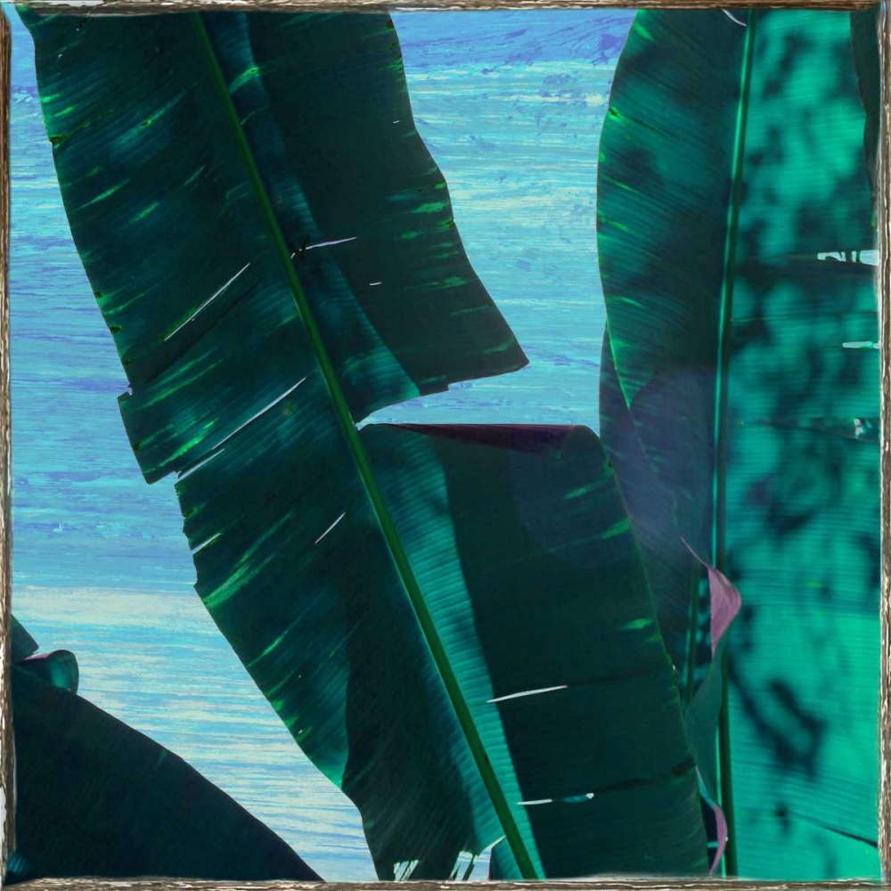 Tropical Vibes