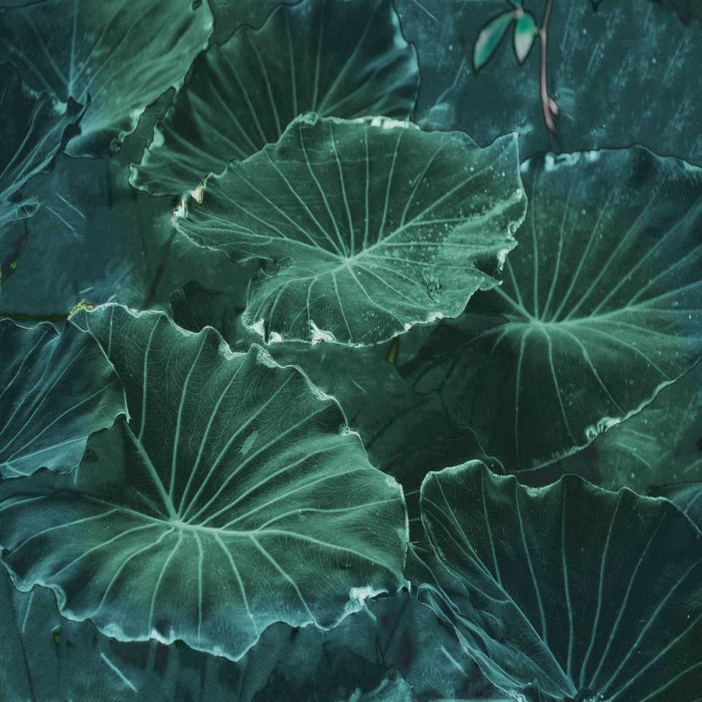 Mello Tropical