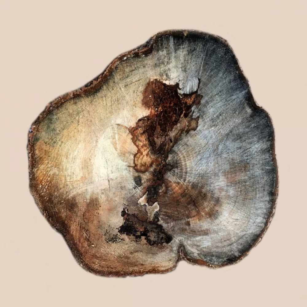 Tree Ring Stump 1