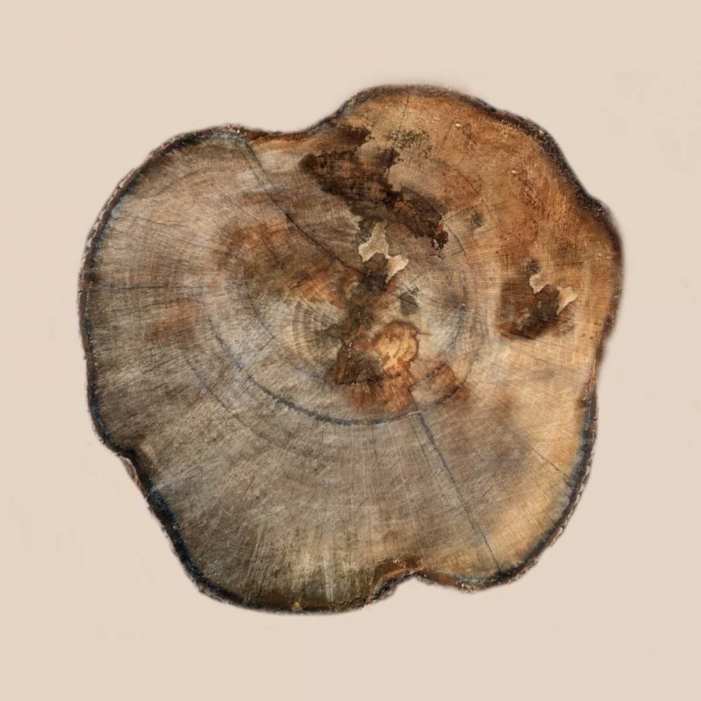 Tree Ring Stump 2