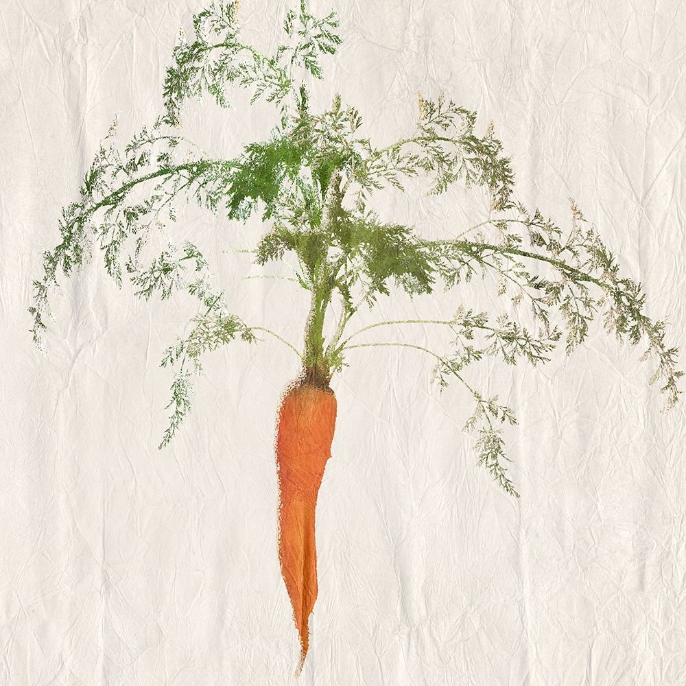 Carrot
