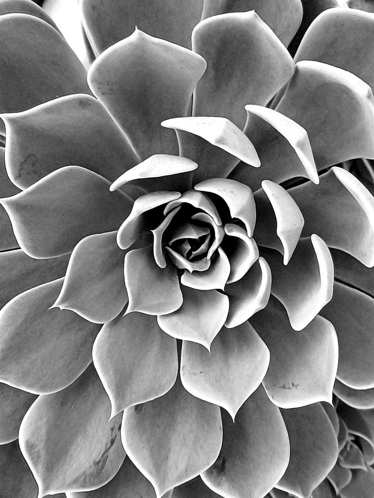 Black White Still Life