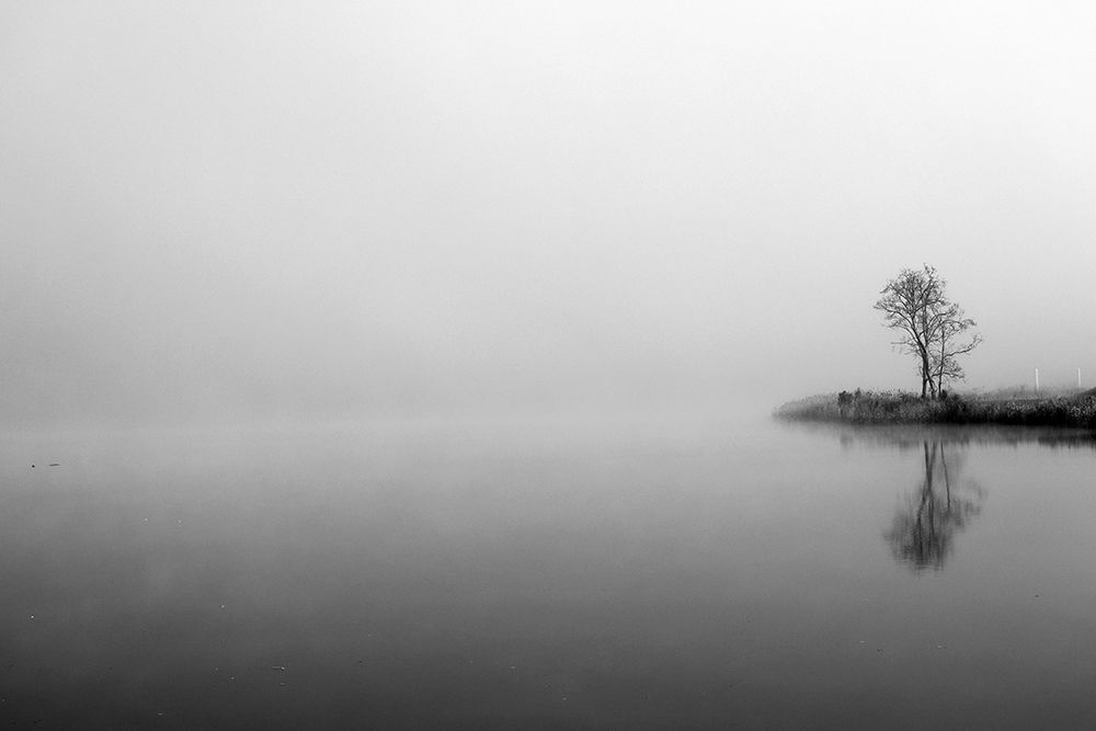 Misty Tree