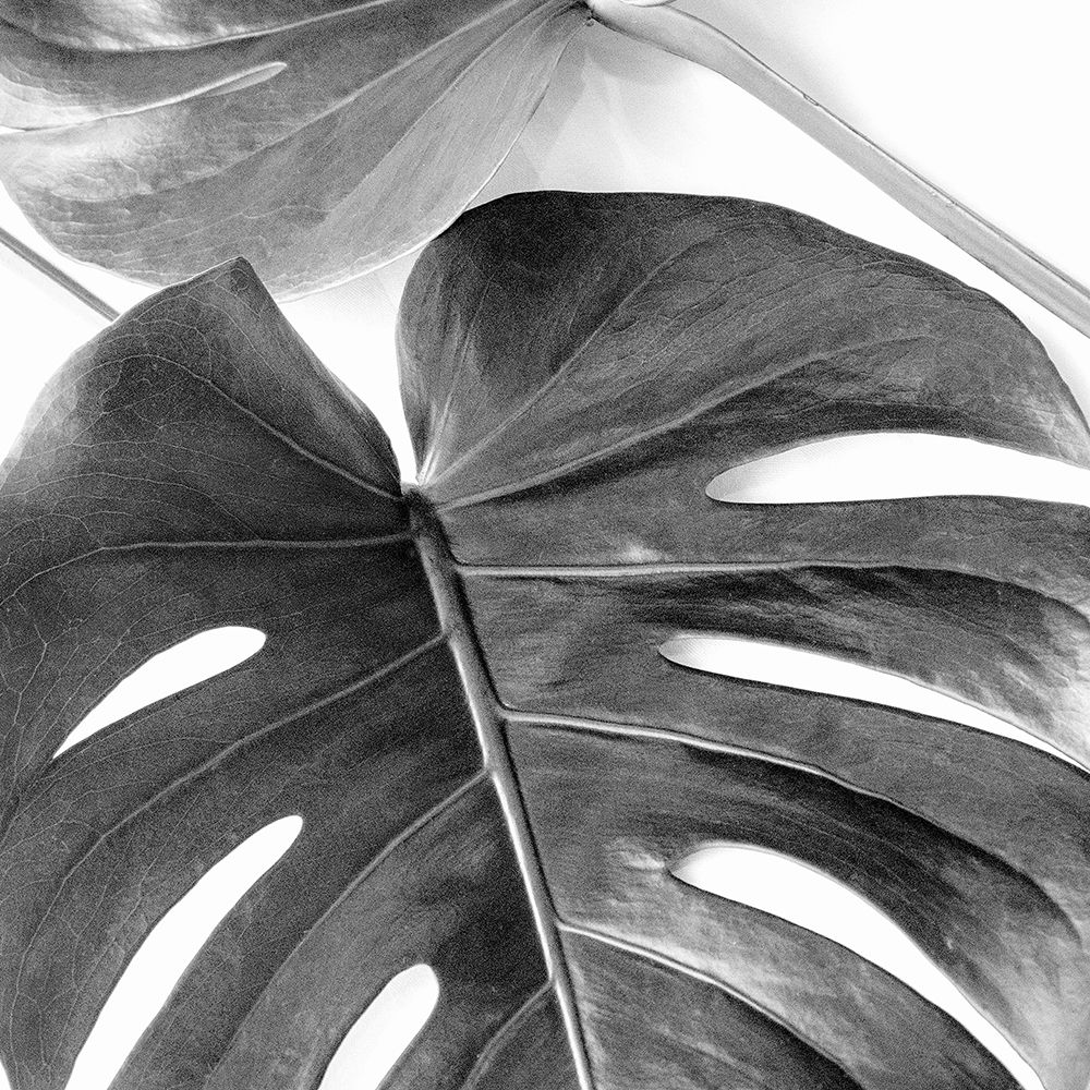 Monstera Leaves