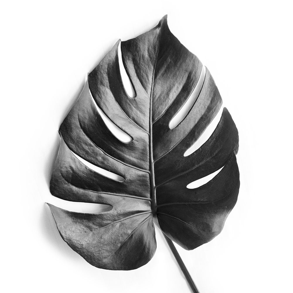 Monstera