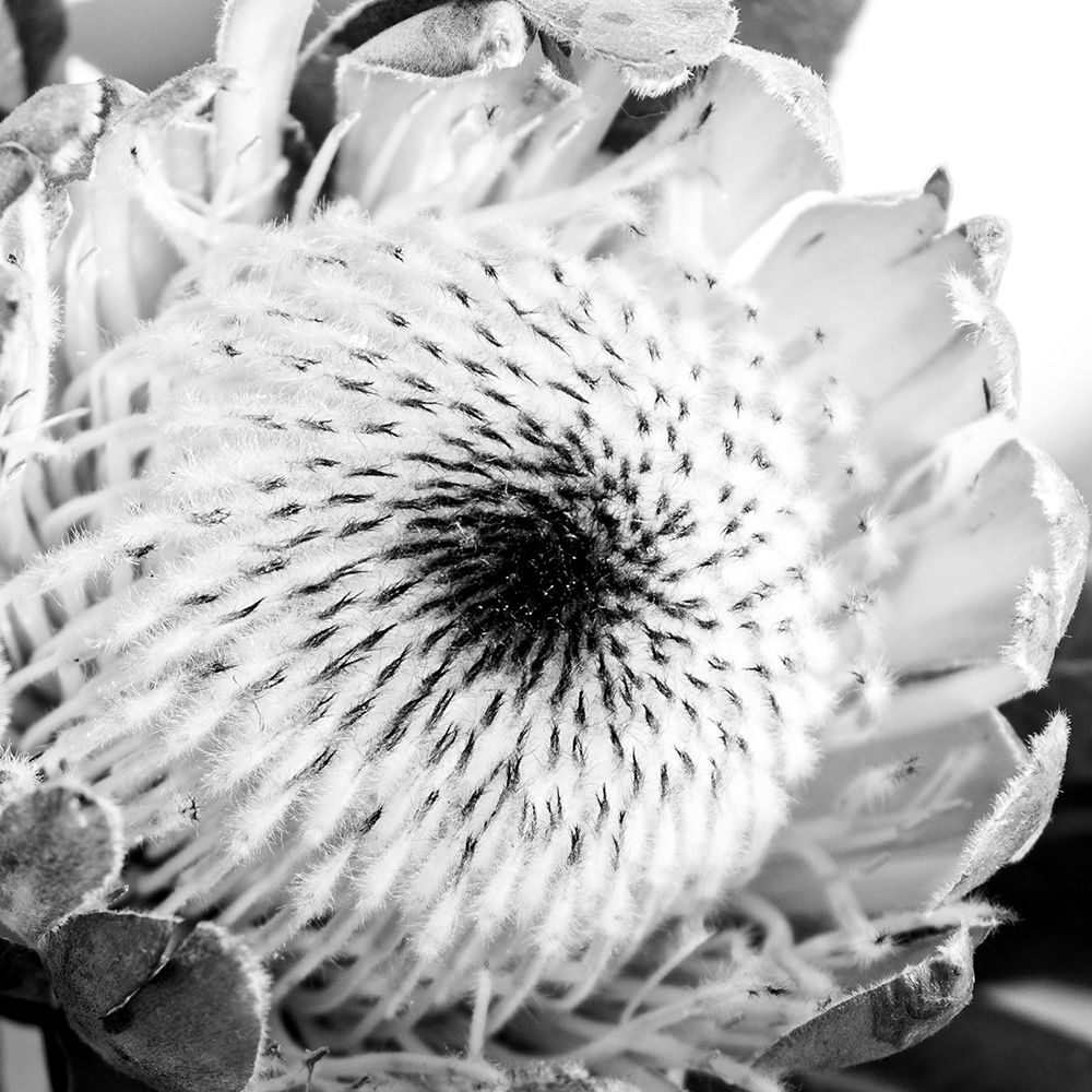 Protea Close Up