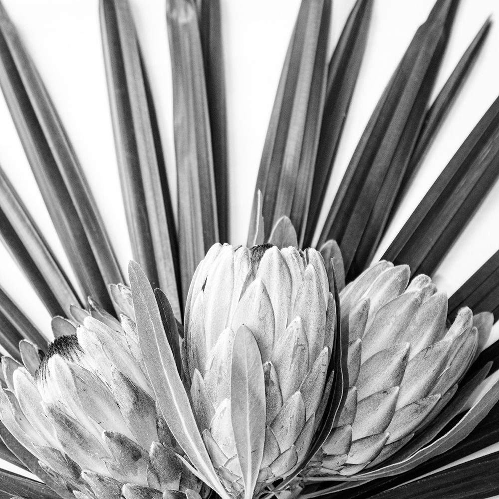 Protea