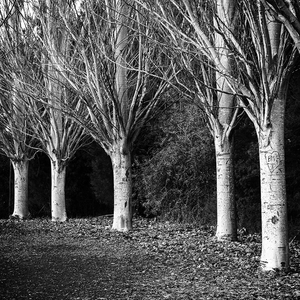Winter Avenue Square